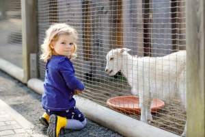 Little girl petting a goat