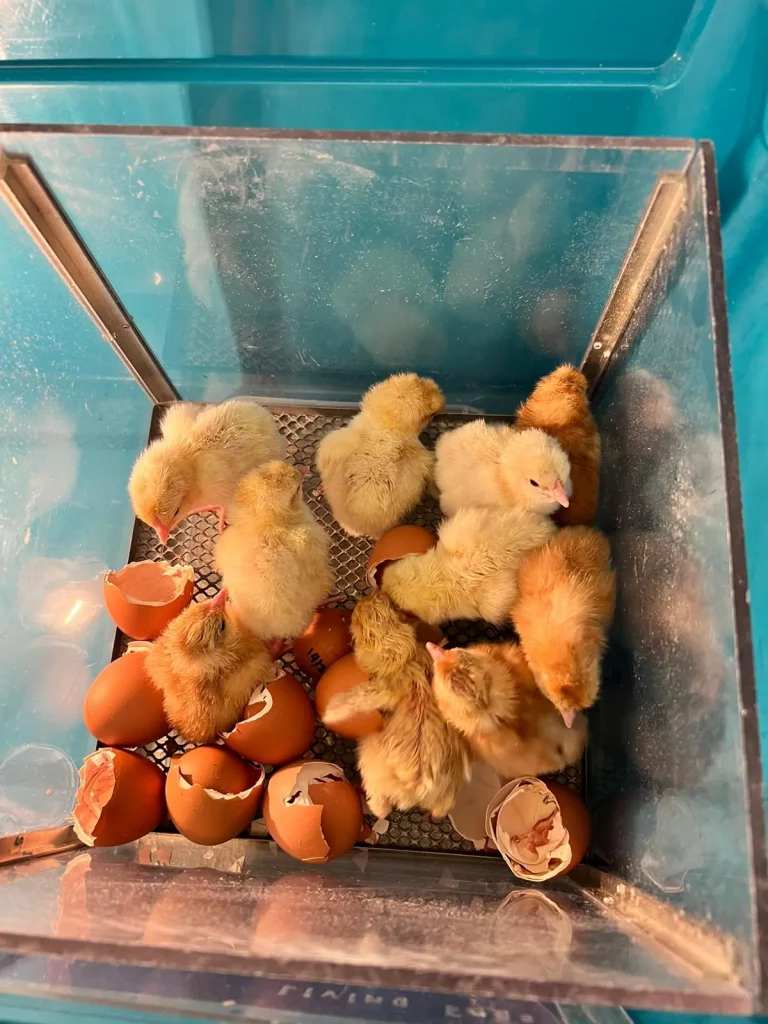 chicks hatched from eggs